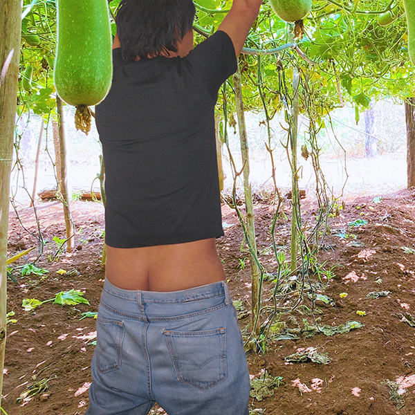 Bip with his pants sagging and buttcrack exposed harvesting bottle gourd.
